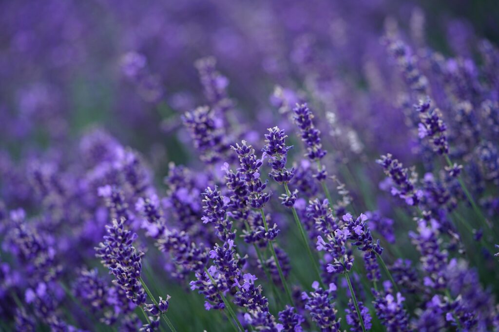lavender, hd wallpaper, flower, flower background, blossoms, lavender field, violet, lavender flowers, purple, flower wallpaper, lavender, lavender, nature, lavender, lavender, beautiful flowers, lavender