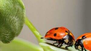 ladybugs, insects, pair, ladybird beetles, beetles, red beetles, dotted, dotted beetles, nature, leaf, fauna, animal, coccinellidae, coleoptera, animal world, close up, ladybirds, bugs, couple, macro, macro photography, ladybugs, insects, insects, insects, insects, insects, nature, leaf, leaf, animal, animal, animal, animal, bugs, bugs, couple, couple, macro