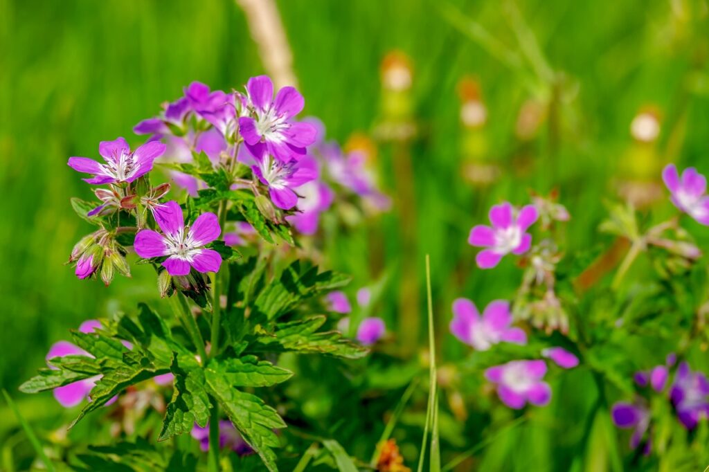 cranesbill, flowers, beautiful flowers, plant, geranium, purple flowers, petals, flower background, bloom, leaves, wildflowers, nature, flower wallpaper, summer, closeup, geranium, geranium, geranium, geranium, geranium