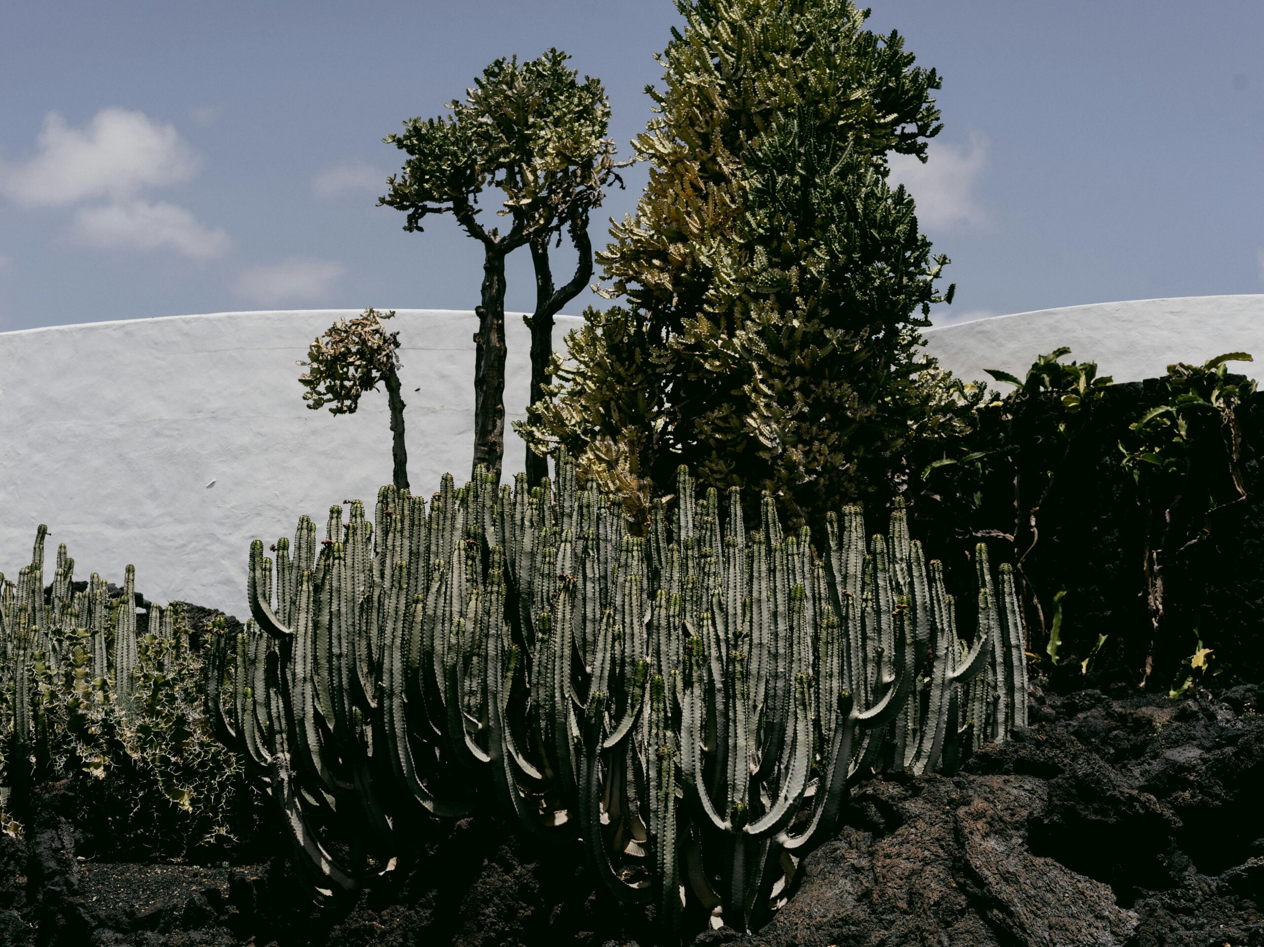 Lush green cactus garden thriving in an arid landscape with a white background under bright blue skies.