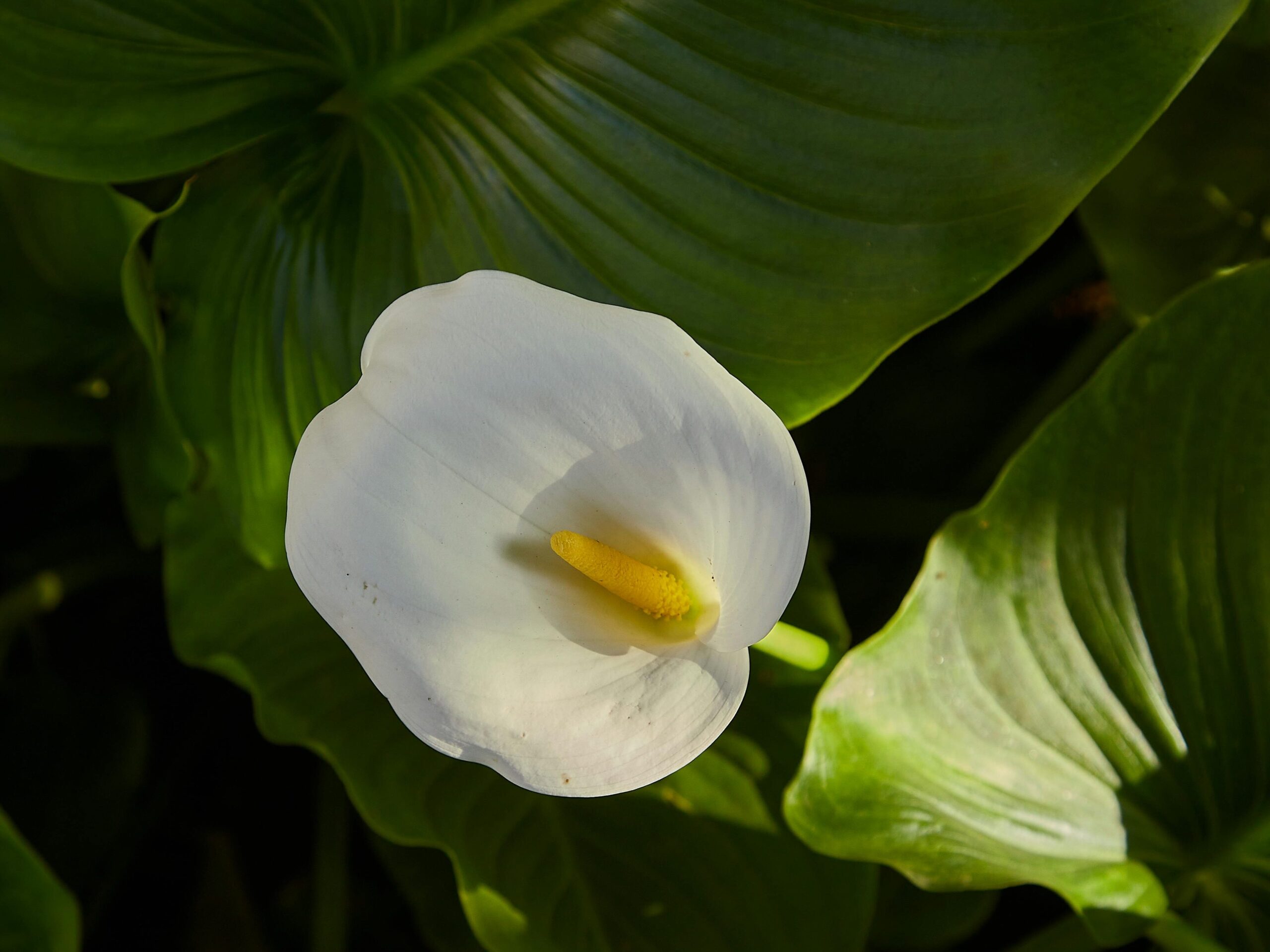 A beautiful white Calla Lily surrounded by rich green leaves, basking in natural daylight.
