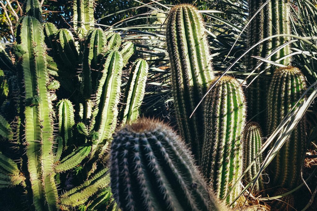 Close-up of various cacti basking in sunlight showcasing their spiky textures in a sunny garden.